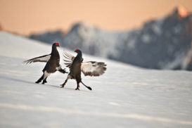 RespektAmBerg - Wildtiere im Winter